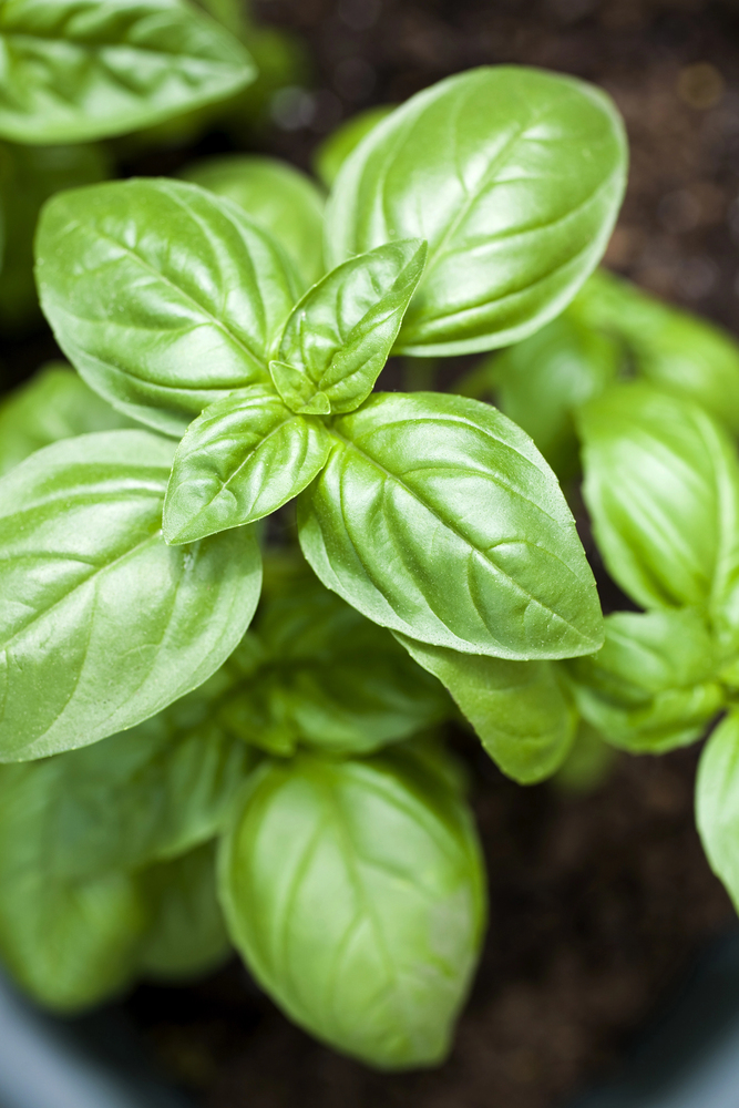 Thumbnail image for: September 1 Spice it Up! Basil Part 1